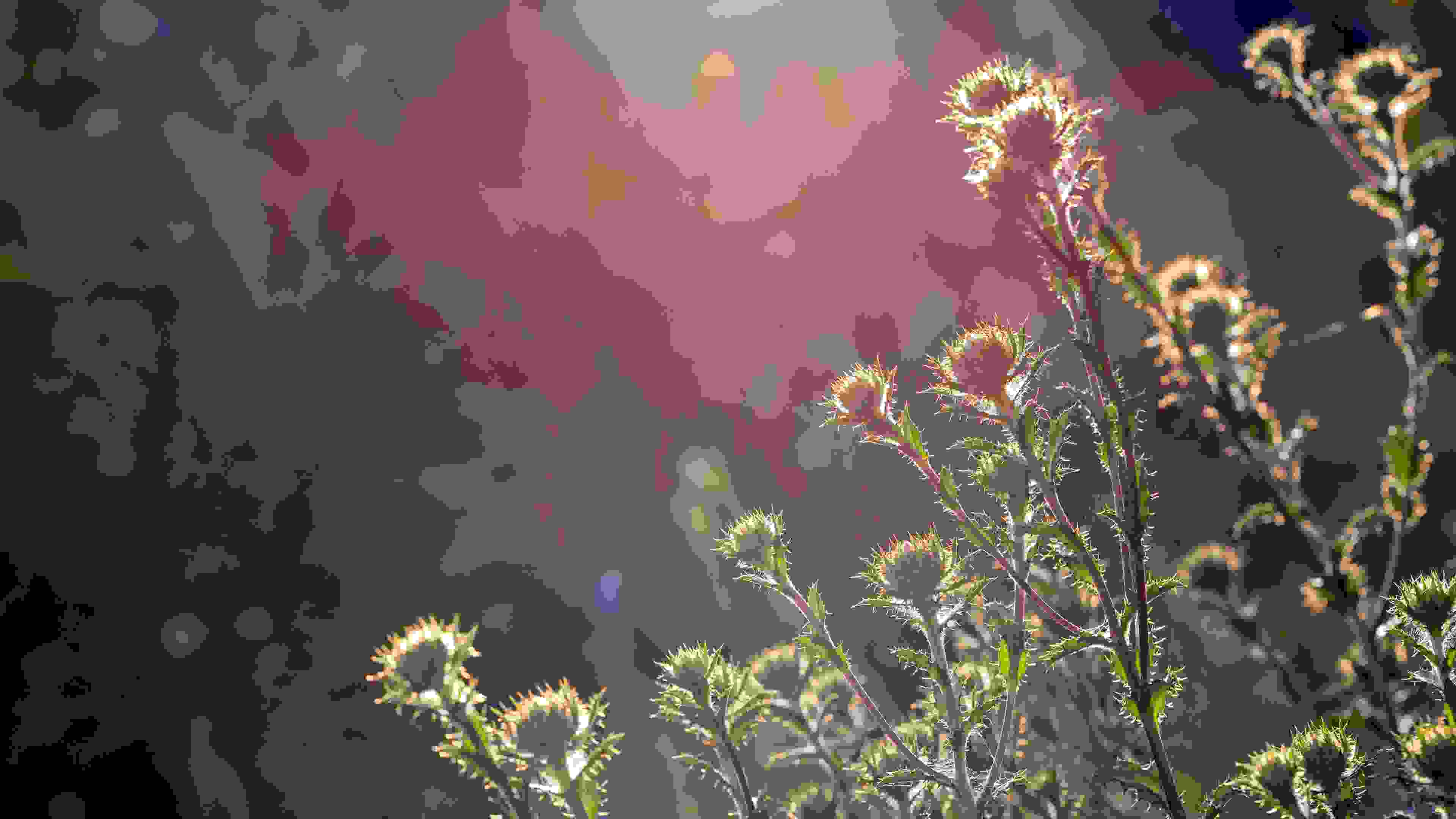 064A6449k_4K_den072