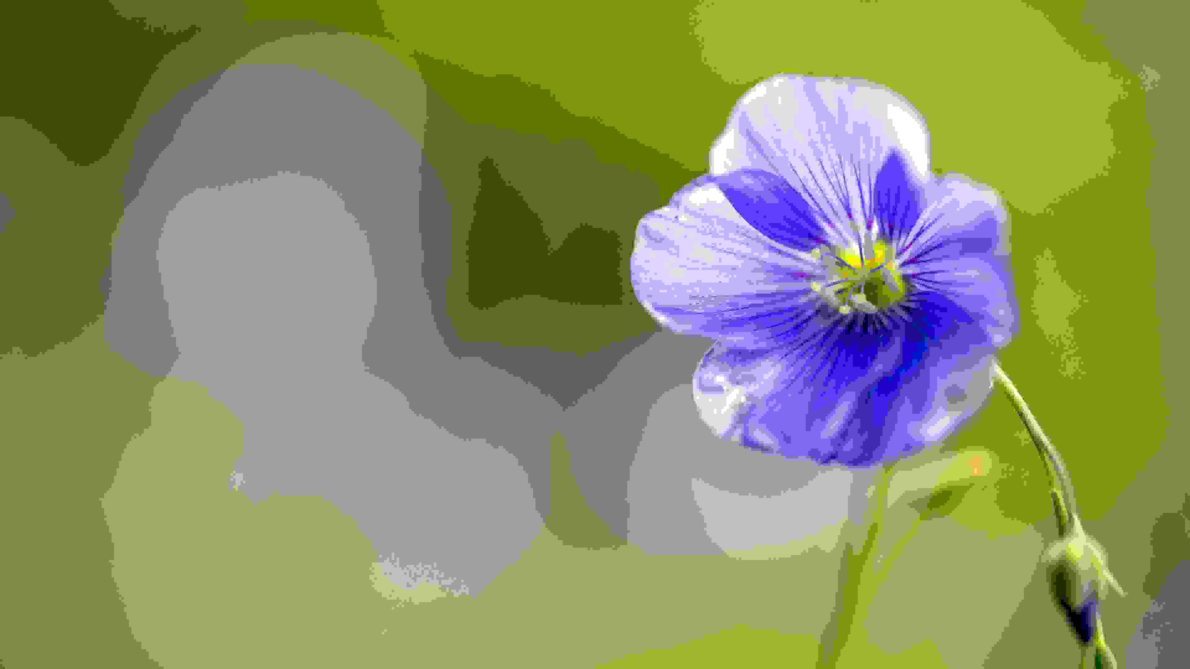 012A2151k_4K_den001