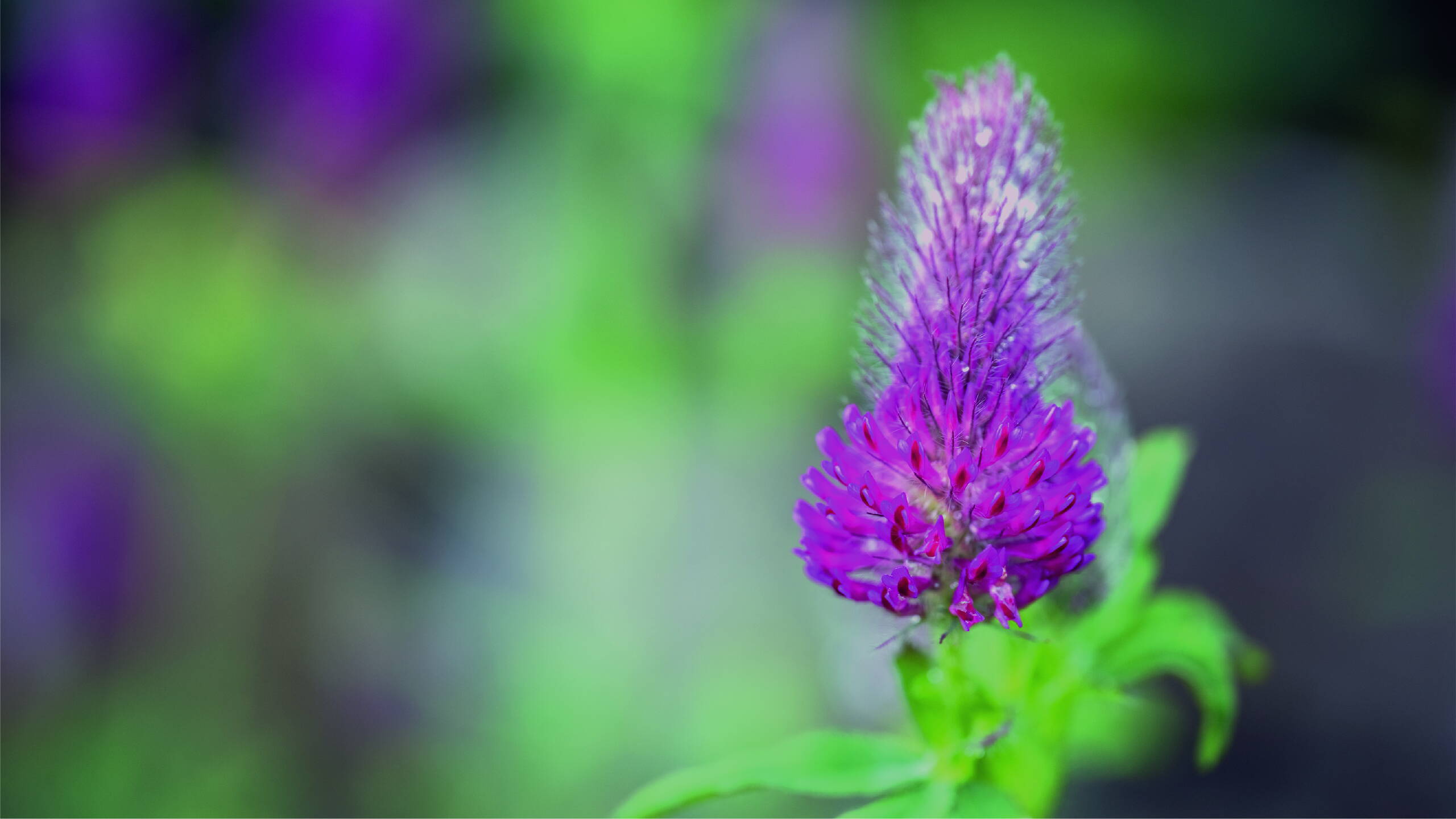 Körper, Atem, Herz und Geist